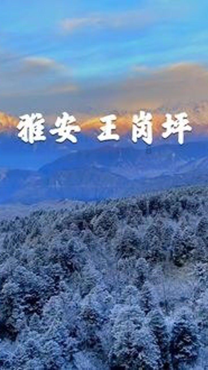 小猫钓鱼正版下载中文版